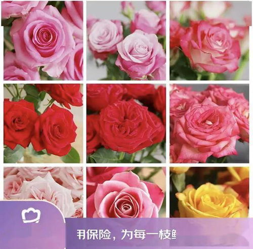 京東鮮花新花樣 615生活鮮花節創新高，引領動態禮品花卉銷售新趨勢